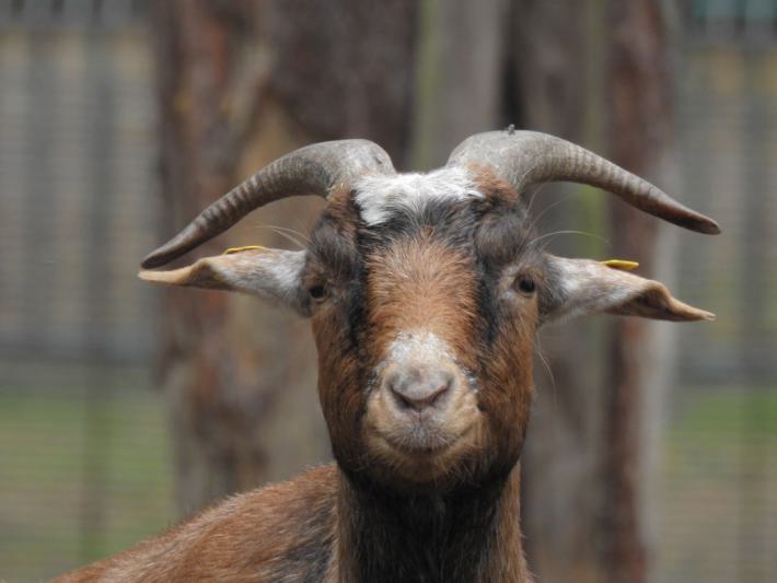 heimattiergarten-tierpark-zoo-fuerstenwalde-tiere-493