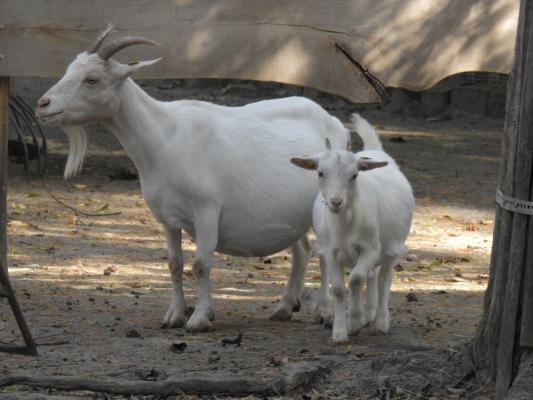 heimattiergarten-tierpark-zoo-fuerstenwalde-tiere-496