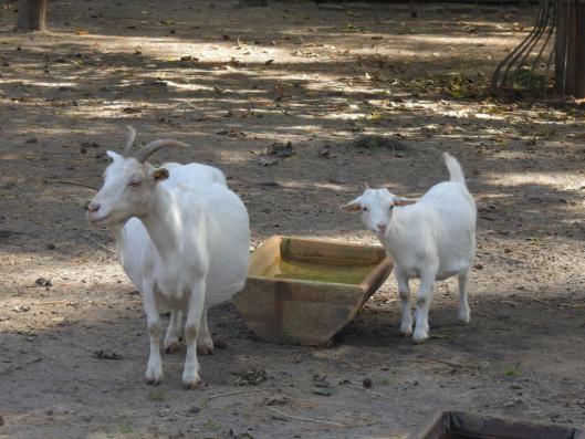 heimattiergarten-tierpark-zoo-fuerstenwalde-tiere-497