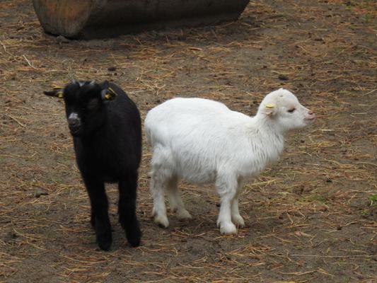 heimattiergarten-tierpark-zoo-fuerstenwalde-tiere-500