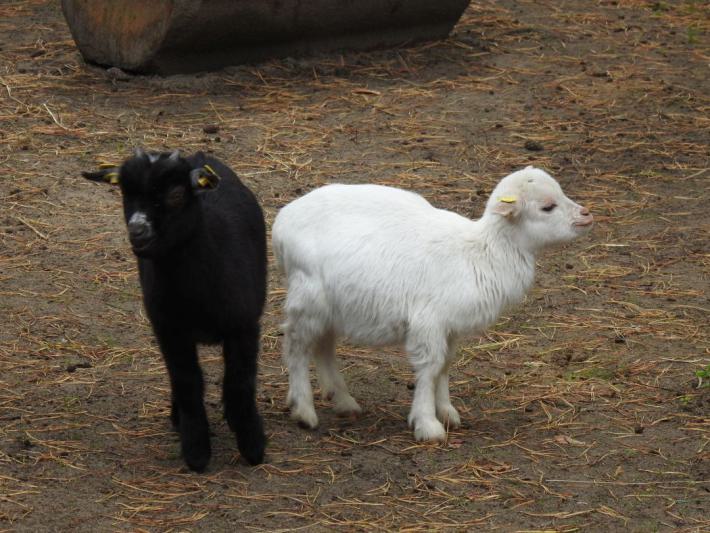 heimattiergarten-tierpark-zoo-fuerstenwalde-tiere-500