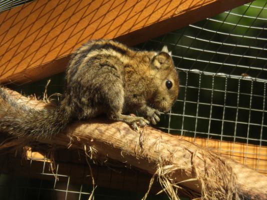 heimattiergarten-tierpark-zoo-fuerstenwalde-tiere-087