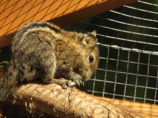 heimattiergarten-tierpark-zoo-fuerstenwalde-tiere-088