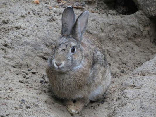 heimattiergarten-tierpark-zoo-fuerstenwalde-tiere-199