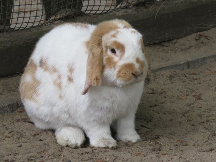 heimattiergarten-tierpark-zoo-fuerstenwalde-tiere-201