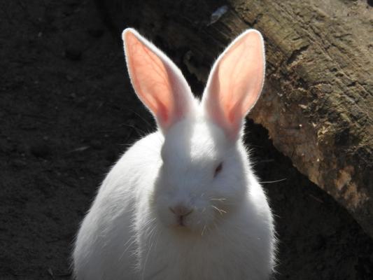 heimattiergarten-tierpark-zoo-fuerstenwalde-tiere-205