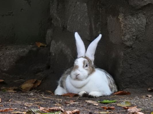 heimattiergarten-tierpark-zoo-fuerstenwalde-tiere-206