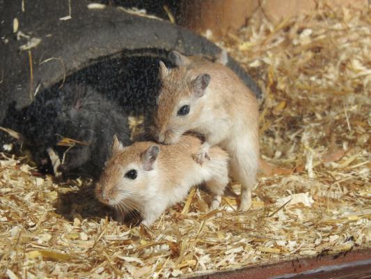 heimattiergarten-tierpark-zoo-fuerstenwalde-tiere-266