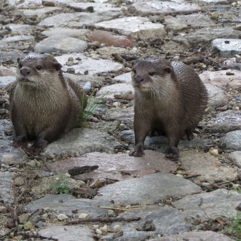 heimattiergarten-tierpark-zoo-fuerstenwalde-tiere-468