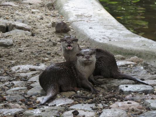 heimattiergarten-tierpark-zoo-fuerstenwalde-tiere-470
