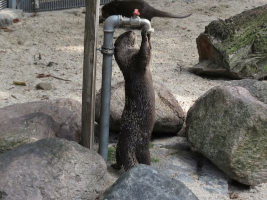 heimattiergarten-tierpark-zoo-fuerstenwalde-tiere-473