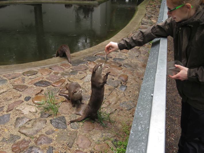 heimattiergarten-tierpark-zoo-fuerstenwalde-tiere-478