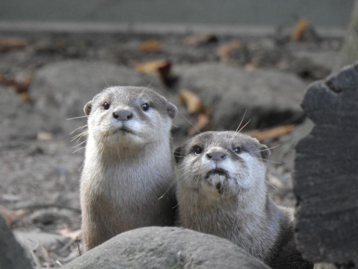heimattiergarten-tierpark-zoo-fuerstenwalde-tiere-482