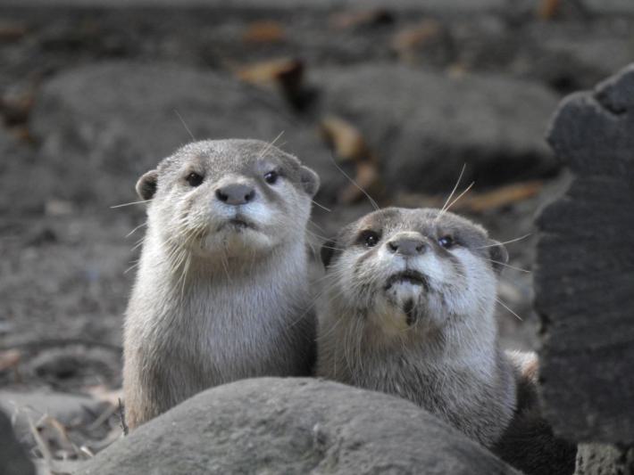 heimattiergarten-tierpark-zoo-fuerstenwalde-tiere-483