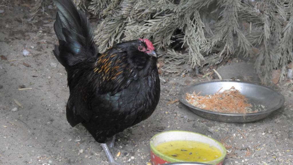 heimattiergarten-tierpark-zoo-fuerstenwalde-tiere-024