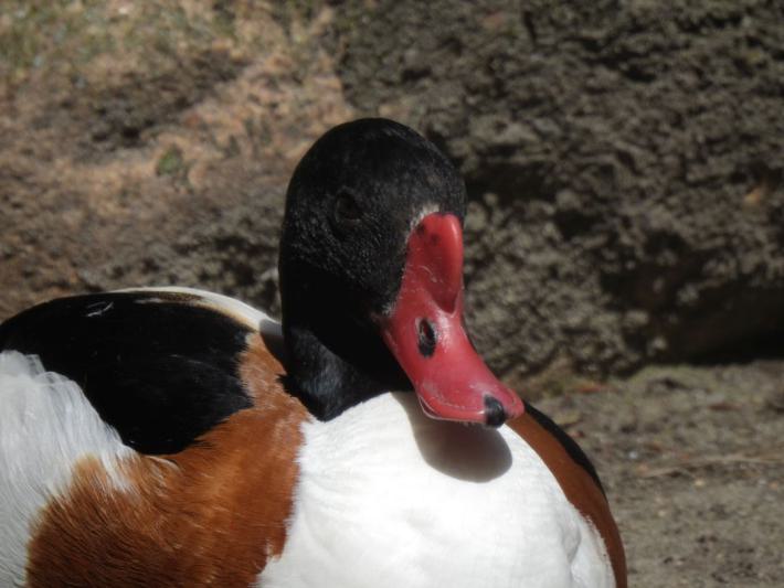 heimattiergarten-tierpark-zoo-fuerstenwalde-tiere-065