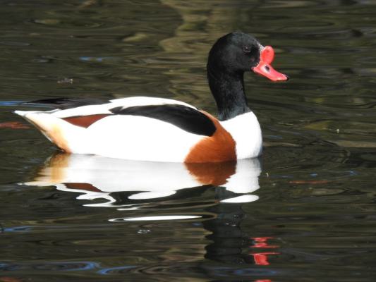 heimattiergarten-tierpark-zoo-fuerstenwalde-tiere-066