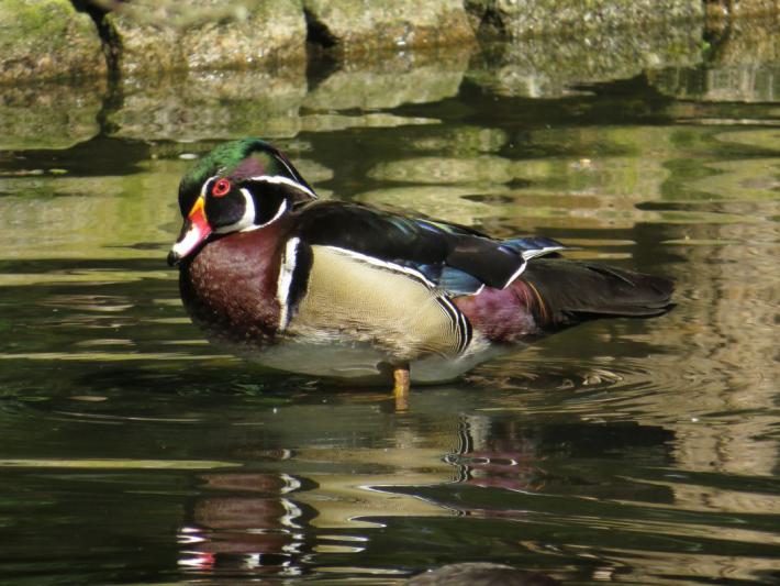 heimattiergarten-tierpark-zoo-fuerstenwalde-tiere-068