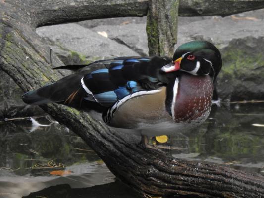 heimattiergarten-tierpark-zoo-fuerstenwalde-tiere-075