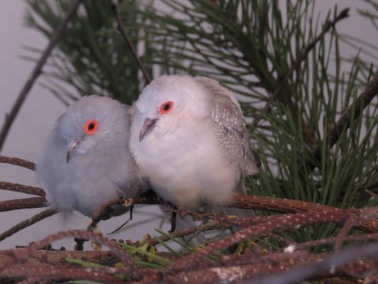 heimattiergarten-tierpark-zoo-fuerstenwalde-tiere-115