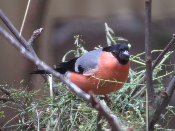 heimattiergarten-tierpark-zoo-fuerstenwalde-tiere-119