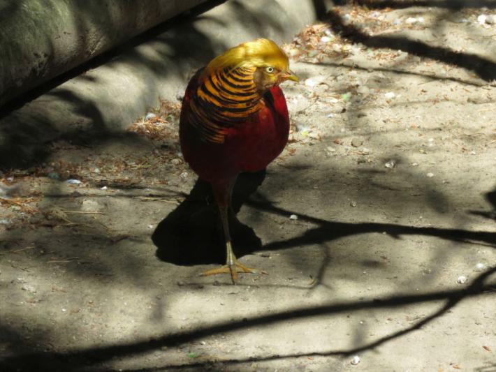 heimattiergarten-tierpark-zoo-fuerstenwalde-tiere-157