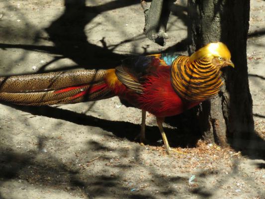 heimattiergarten-tierpark-zoo-fuerstenwalde-tiere-158