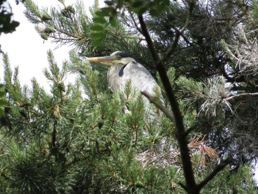 heimattiergarten-tierpark-zoo-fuerstenwalde-tiere-167