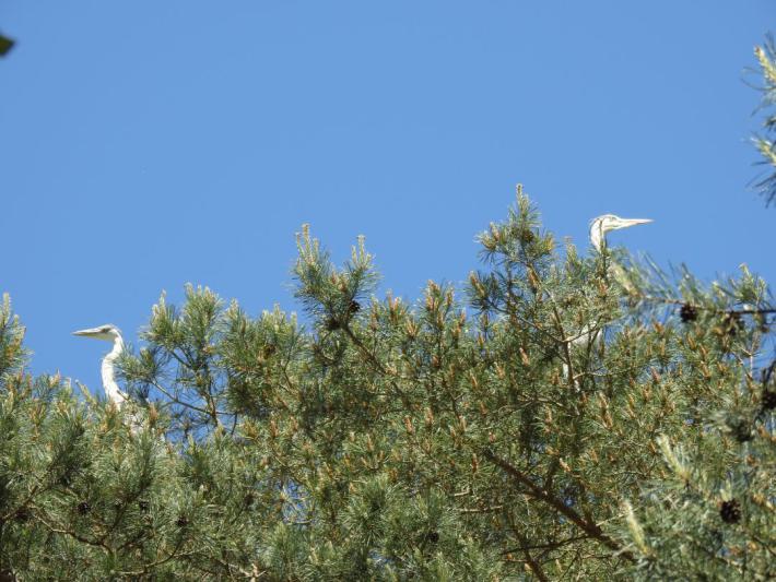 heimattiergarten-tierpark-zoo-fuerstenwalde-tiere-169