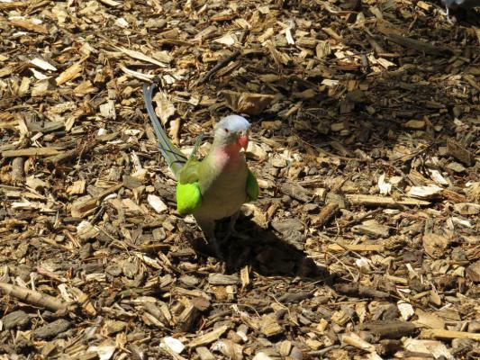 heimattiergarten-tierpark-zoo-fuerstenwalde-tiere-175