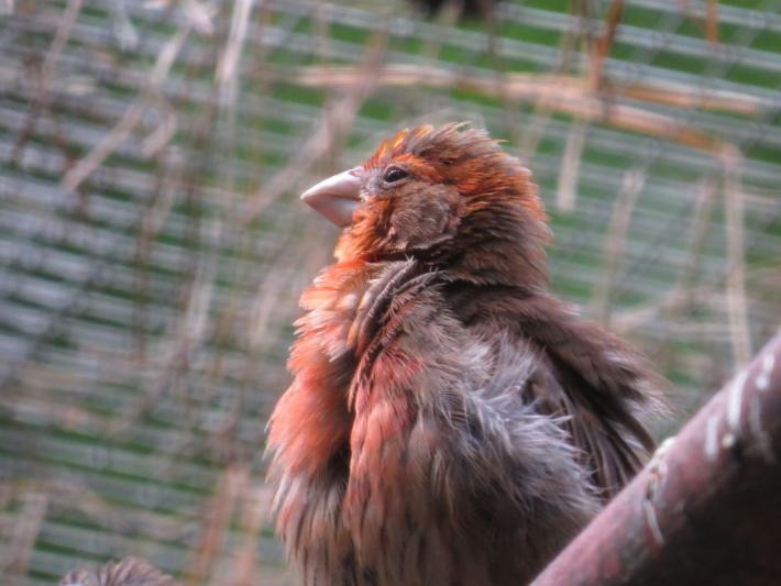 heimattiergarten-tierpark-zoo-fuerstenwalde-tiere-212