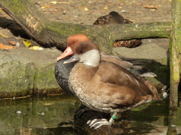 heimattiergarten-tierpark-zoo-fuerstenwalde-tiere-213
