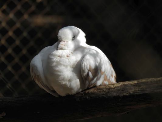 heimattiergarten-tierpark-zoo-fuerstenwalde-tiere-216