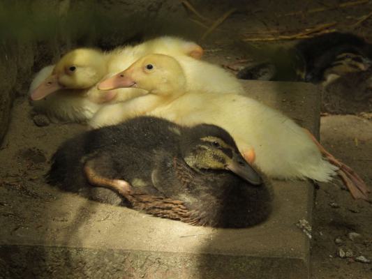 heimattiergarten-tierpark-zoo-fuerstenwalde-tiere-218