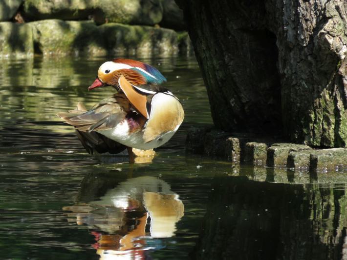 heimattiergarten-tierpark-zoo-fuerstenwalde-tiere-260