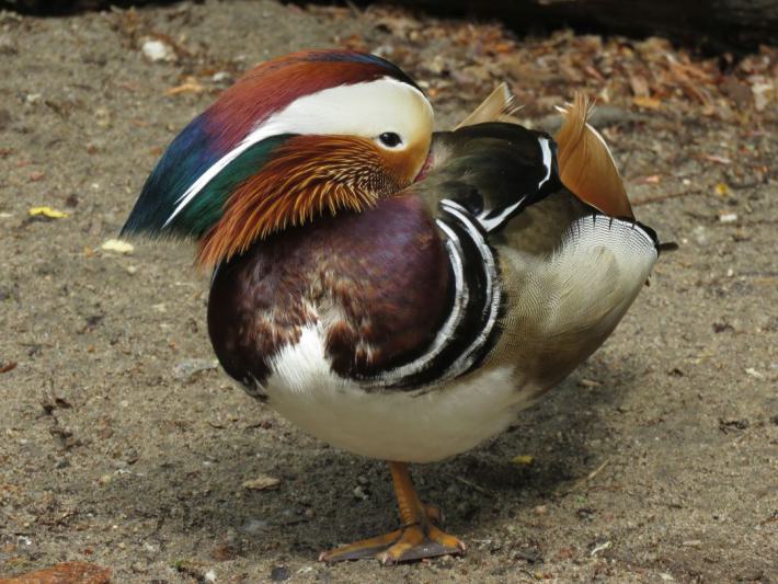 heimattiergarten-tierpark-zoo-fuerstenwalde-tiere-261