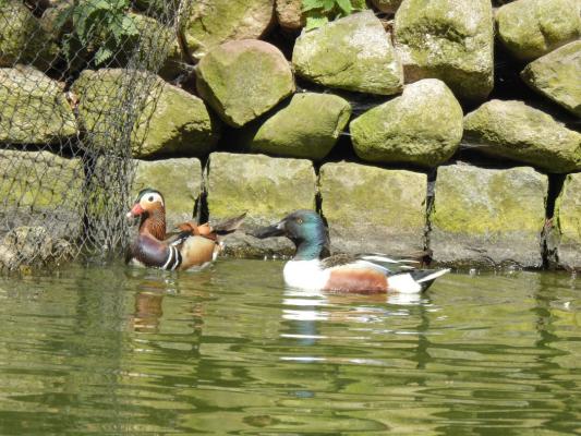 heimattiergarten-tierpark-zoo-fuerstenwalde-tiere-265