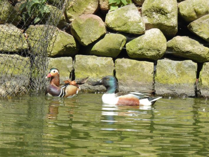 heimattiergarten-tierpark-zoo-fuerstenwalde-tiere-265