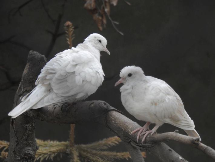 heimattiergarten-tierpark-zoo-fuerstenwalde-tiere-287