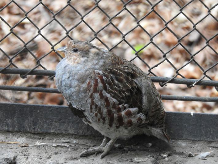 heimattiergarten-tierpark-zoo-fuerstenwalde-tiere-297