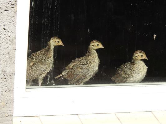 heimattiergarten-tierpark-zoo-fuerstenwalde-tiere-298