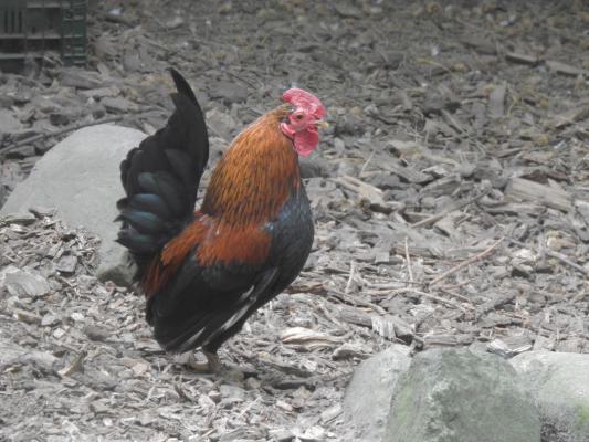 heimattiergarten-tierpark-zoo-fuerstenwalde-tiere-338