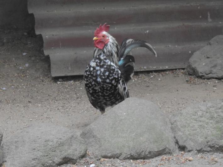 heimattiergarten-tierpark-zoo-fuerstenwalde-tiere-339