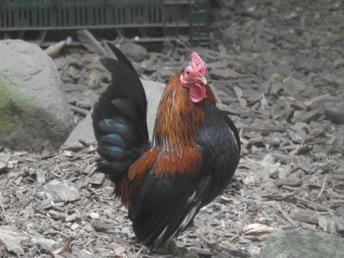 heimattiergarten-tierpark-zoo-fuerstenwalde-tiere-340