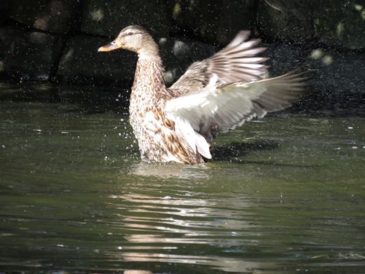heimattiergarten-tierpark-zoo-fuerstenwalde-tiere-383