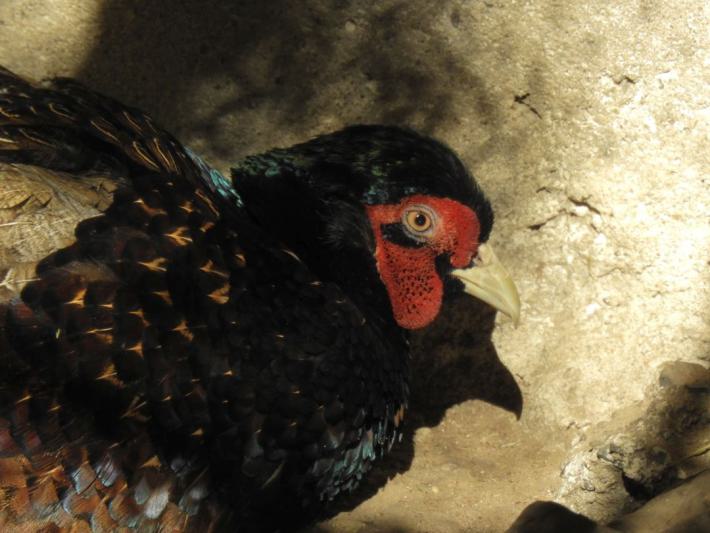 heimattiergarten-tierpark-zoo-fuerstenwalde-tiere-388