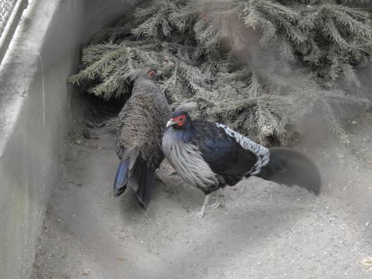 heimattiergarten-tierpark-zoo-fuerstenwalde-tiere-423