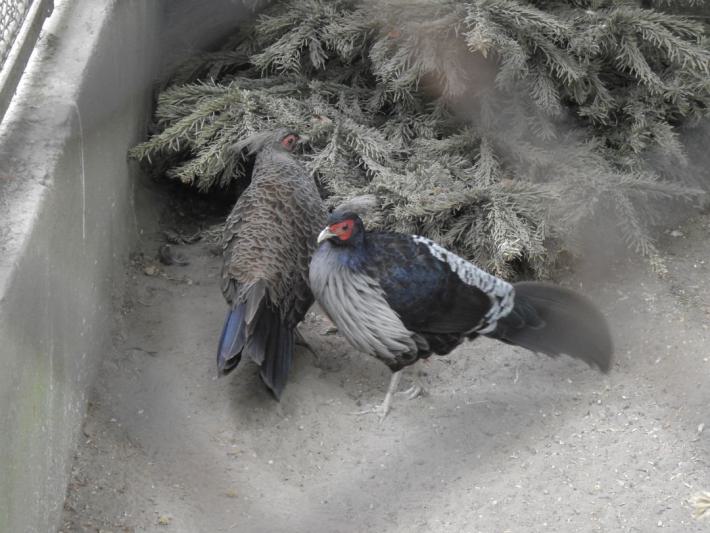 heimattiergarten-tierpark-zoo-fuerstenwalde-tiere-423