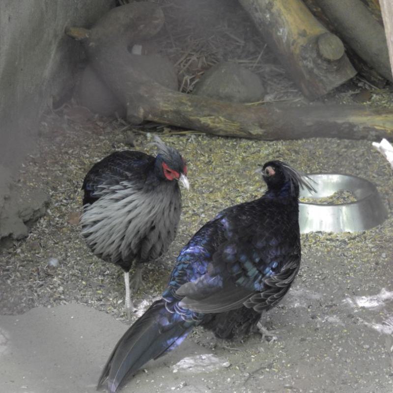 heimattiergarten-tierpark-zoo-fuerstenwalde-tiere-424