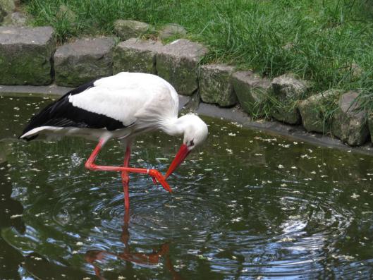 heimattiergarten-tierpark-zoo-fuerstenwalde-tiere-426